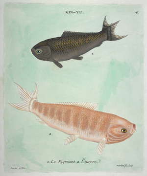 Kin-Yu: Le Nigricant, L'aurore