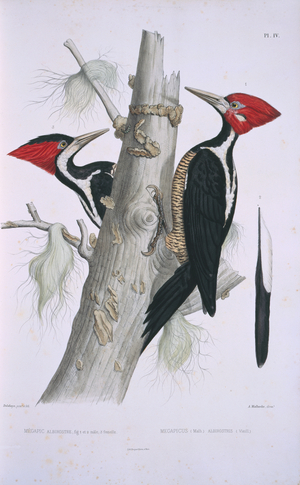 Campephilus principalis
