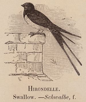 Le Vocabulaire Illustre: Hirondelle; Swallow; Schwalbe (engraving)