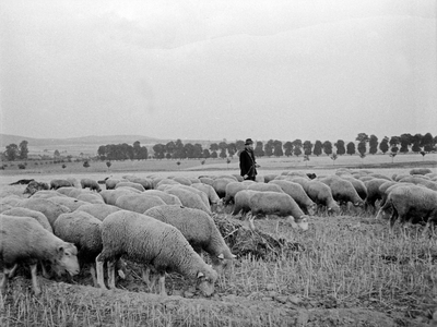A sheep flock and its stockman, East Prussia, 1930s (b/w photo)