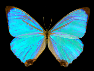 Morpho aega, the Aega morpho (photo)