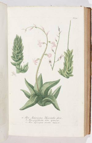 Aloe, 1737 (engraving)