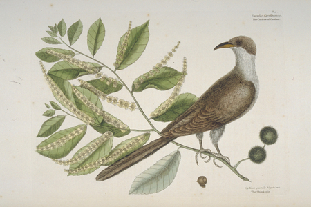 Coccyzus americanus