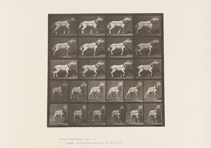 Plate 572. Hauling; Head being Pulled; Light Gray Mare, 1885 (collotype on paper)