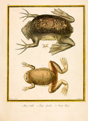 Suriname Toad: Male, Female and Juvenile (print)