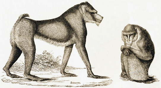The Mandrill or Mormon, 1892 (engraving)