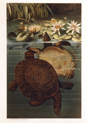 Soft Turtles in Water, Chromolithograph, Circa 1885