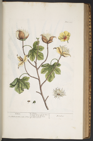 Plate 357, from 'A Curious Herbal', 1737 (coloured engraving)