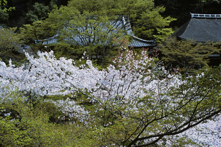 Cherry Viewing Festival, Japan (photo)