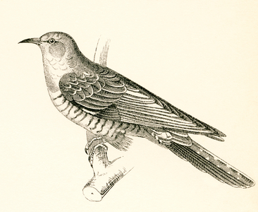 The Common Cuckoo, Cuculus canorus.  From The National Encyclopaedia, published c.1890.
