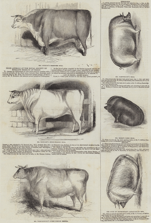 Prize Animals at the Royal Society of England Meeting at Derby (engraving)