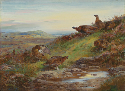 A covey of red grouse by a spring, 1930 (pencil & watercolour heightened with bodycolour & touches of gum arabic on paper laid on board)