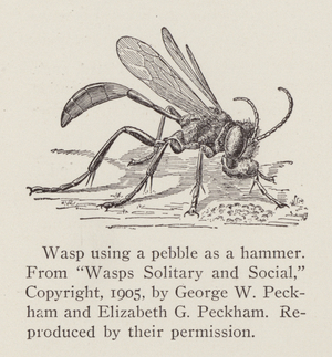 Wasp using a pebble as a hammer (b/w photo)