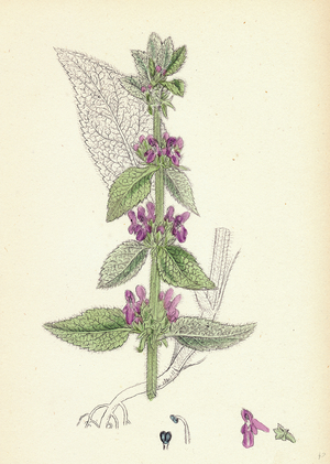 Stachys Germanica Downy Woundwort