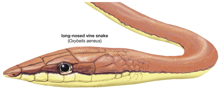 Detail of the head of a long-nosed vine snake (Oxybelis aeneus)