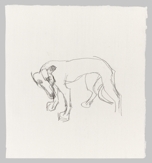 Young Whippet, c.1990 (pencil on paper)
