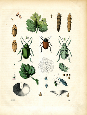 Development Stages and Anatomy of Phylloxera and Vineyard Pests (hand-coloured litho)