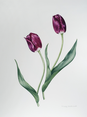 Tulip Negrita (w/c on paper)