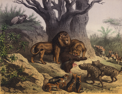 Animals of the Cape of Good Hope (colour litho)