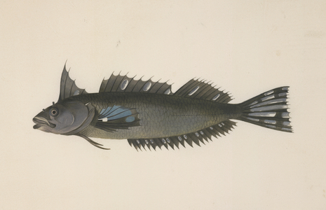 A fish from New Zealand, c.1777 (gouache on vellum)