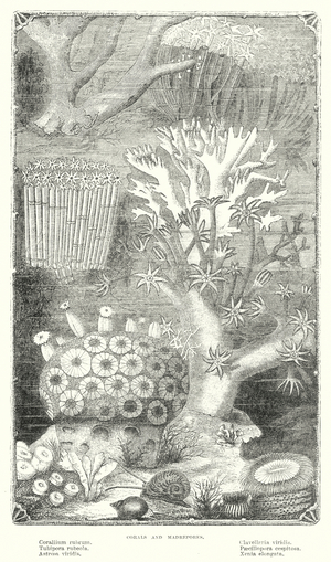 Coral and Madrepore (engraving)