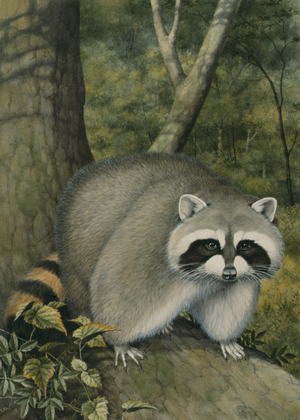 Raccoon (w/c on paper)