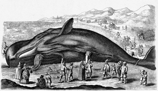Stranded Whale, 1718 (engraving)