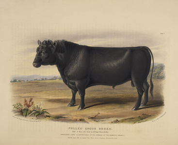 The Polled Angus Breed