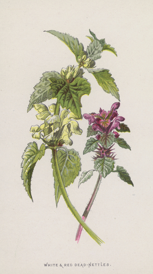 White and Red Dead-Nettles (chromolitho)