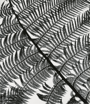 Fern, California, c.1955 (silver gelatin print)