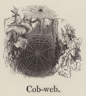 Cobweb (engraving)