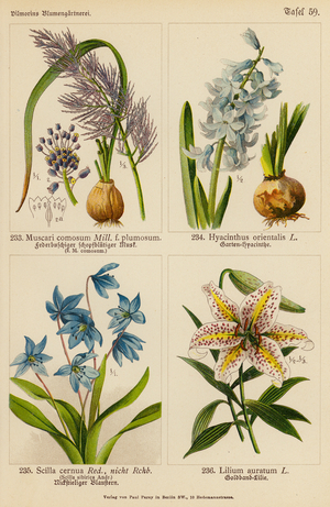 Muscari Comosum, Hyacinthus Orientalis, Scilla Cernua, Lilium Auratum (colour litho)