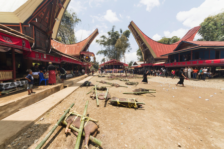 Pigs tied to bamboo sticks at the rante (photo)