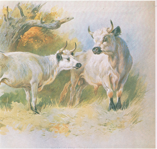 Wild Cattle, pub. by Book Club Associates, 1972 (colour litho)
