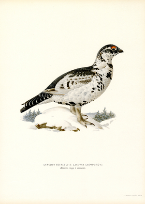 Black Grouse x Willow Ptarmigan (colour litho)