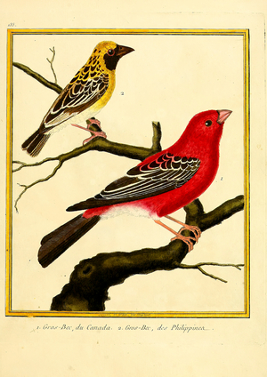 Canadian Grosbeak and Philippine Grosbeak (print)