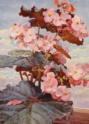 The handsome dark-leaved Begonia Gloire de Sceaux (colour litho)