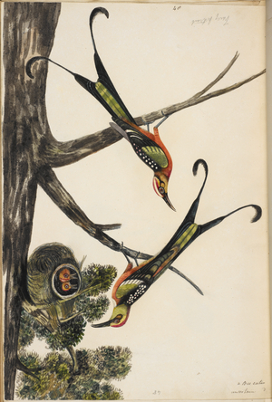 Pair of Birds, with nest and young.