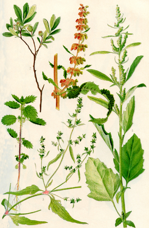 Wildflowers: The Small Nettle, Bog Myrtle, Narrow leaved Orache, Curled Dock, Fat Hen