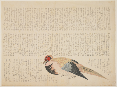 Pheasant, c.1818-29 (colour woodblock print)