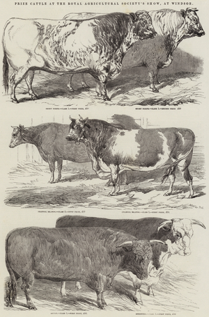 Prize Cattle at the Royal Agricultural Society's Show, at Windsor (engraving)