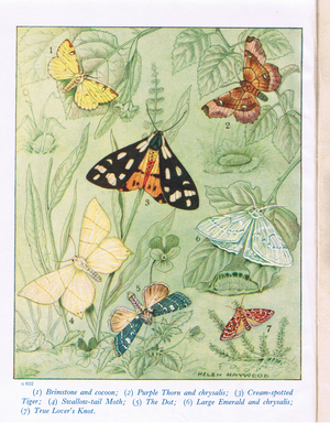 Brimstone Moth; Purple Thorn Moth; Cream Spotted Tiger Moth; Swallow Tail Moth; The Dot Moth; Large Emerald Moth; True Lovers Knot Moth (colour litho)