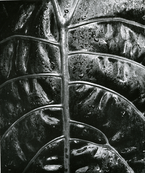 Leaf, c. 1985 (silver gelatin print)