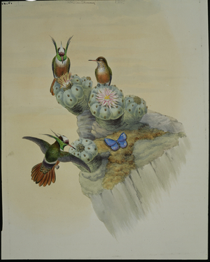 Salvin's Coquette (Lophornis Adorabilis) (hand-coloured litho)