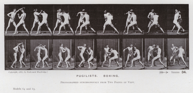 The Human Figure in Motion: Pugilists, Boxing (b/w photo)