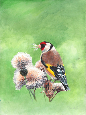 Goldfinch I, 2021 (watercolour)
