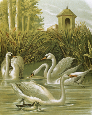 White swan. Engraving.