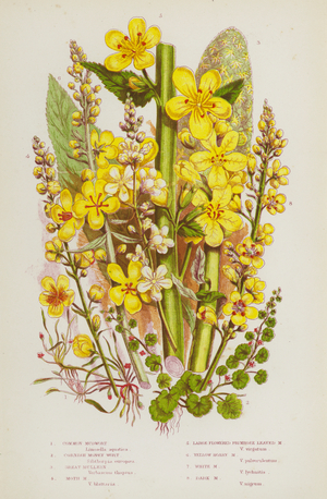 The Flowering Plants of Great Britain, c.1880 (litho)