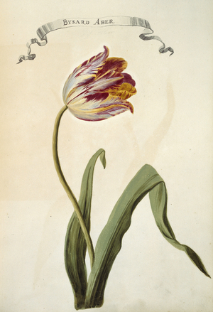 Tulipa sp.
