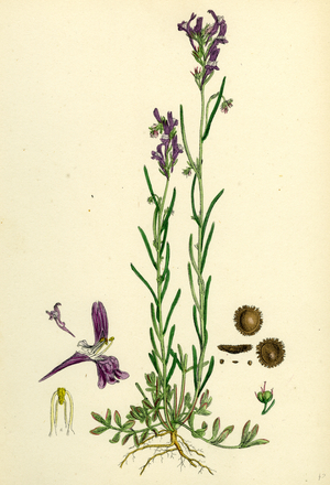 Linaria Pelisseriana; Jersey Toadflax